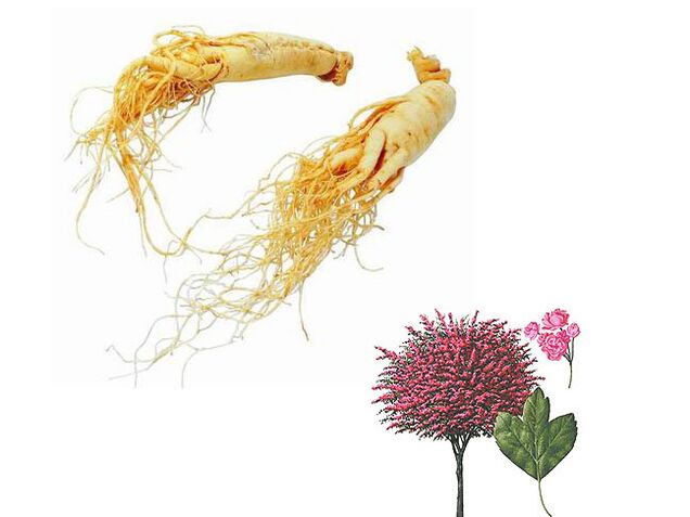 Ginseng und Weißdorn zur Potenzsteigerung